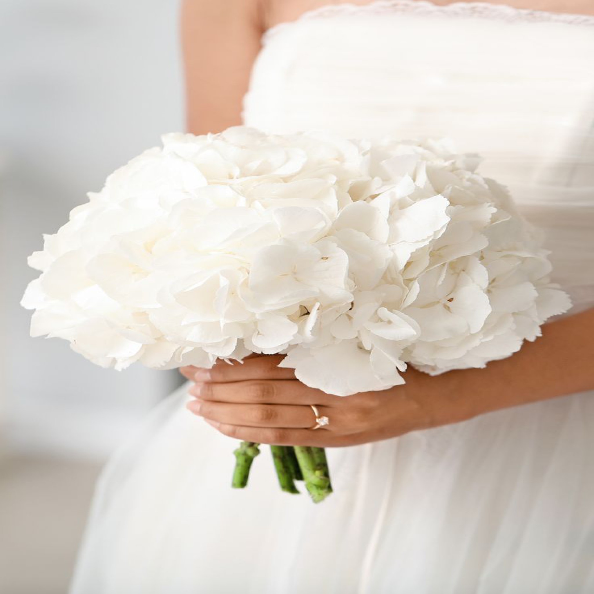 Elegant Hydrangea Flowers